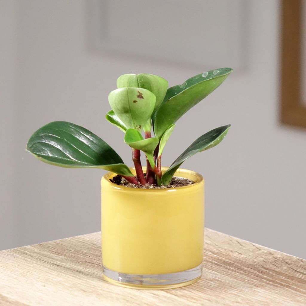 Peperomia Red Canyon - Peperomia