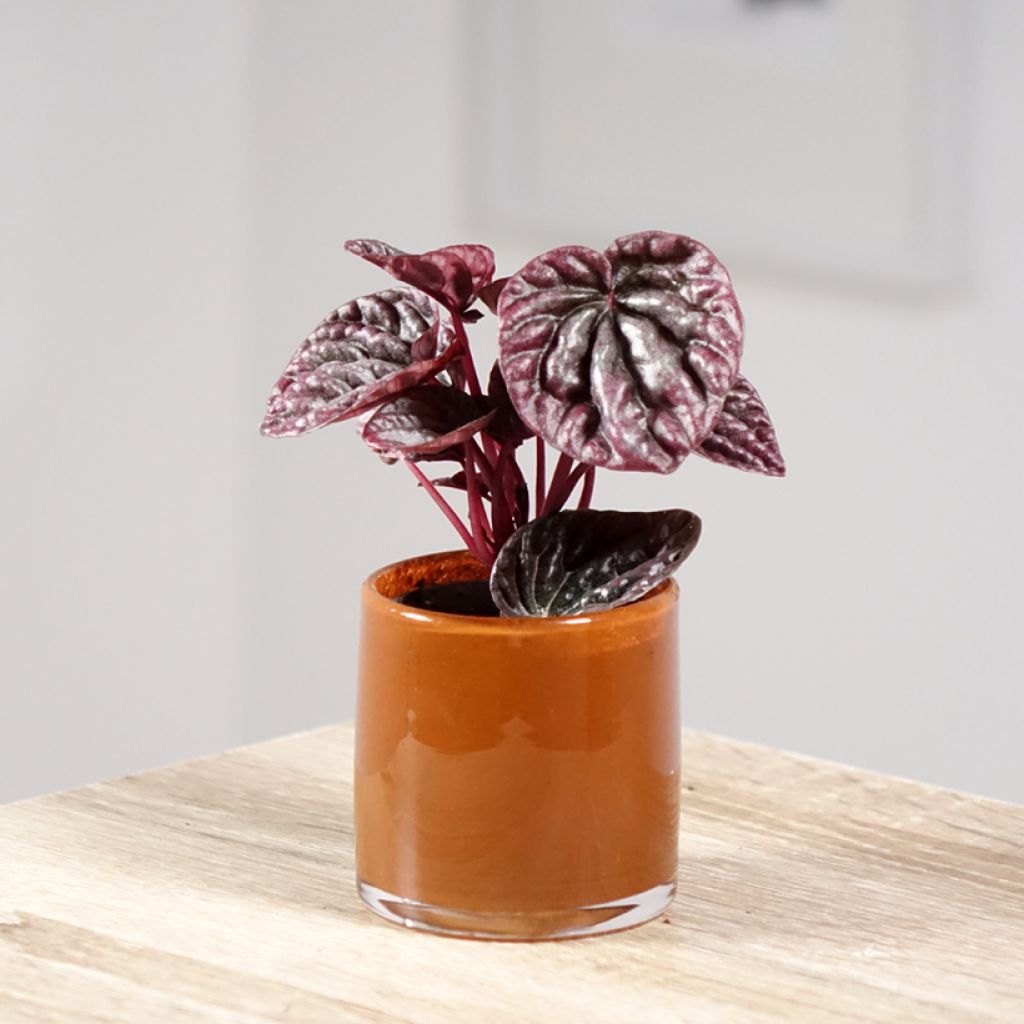 Peperomia caperata Luna - Rattenstaartje