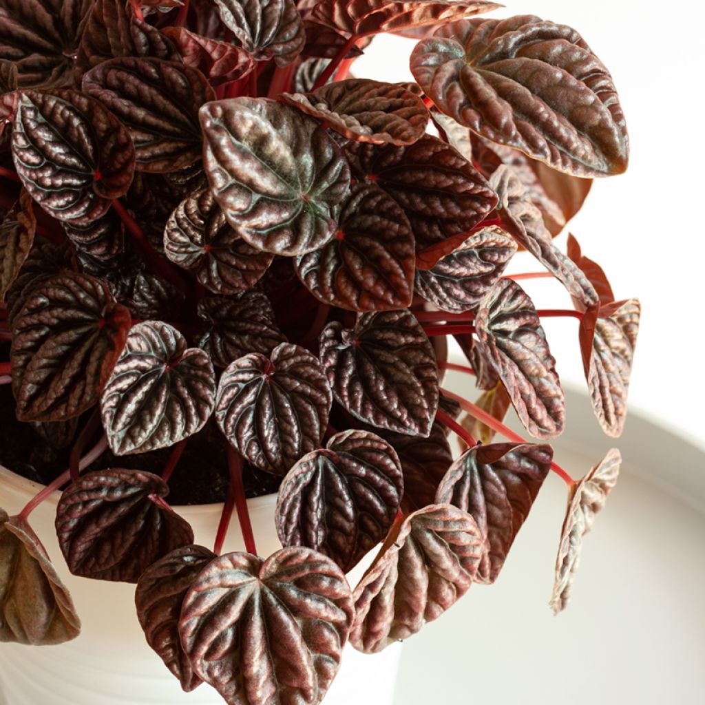 Peperomia caperata Luna - Rattenstaartje