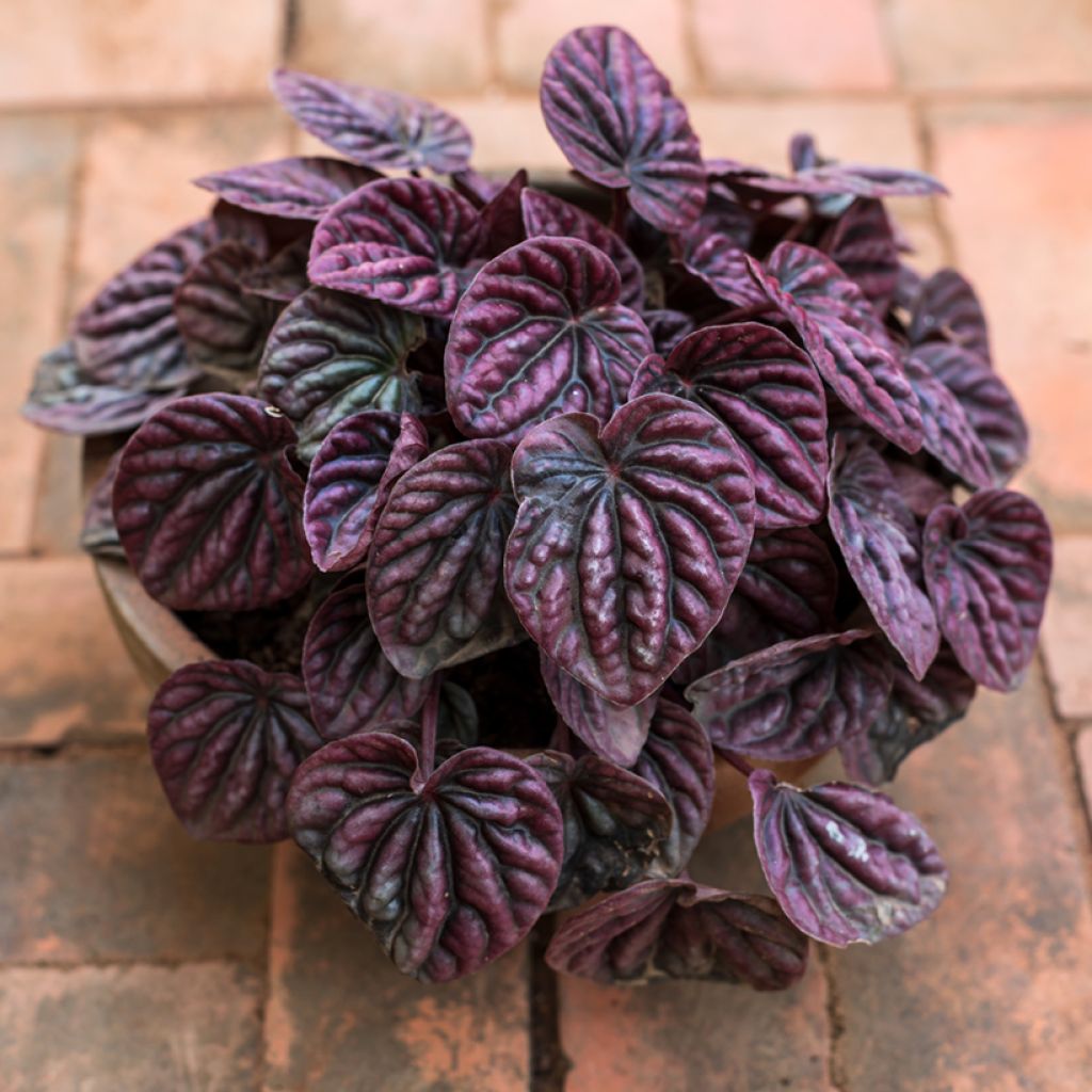 Peperomia caperata Luna - Rattenstaartje