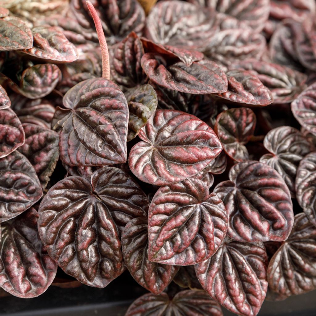 Peperomia caperata Luna - Rattenstaartje