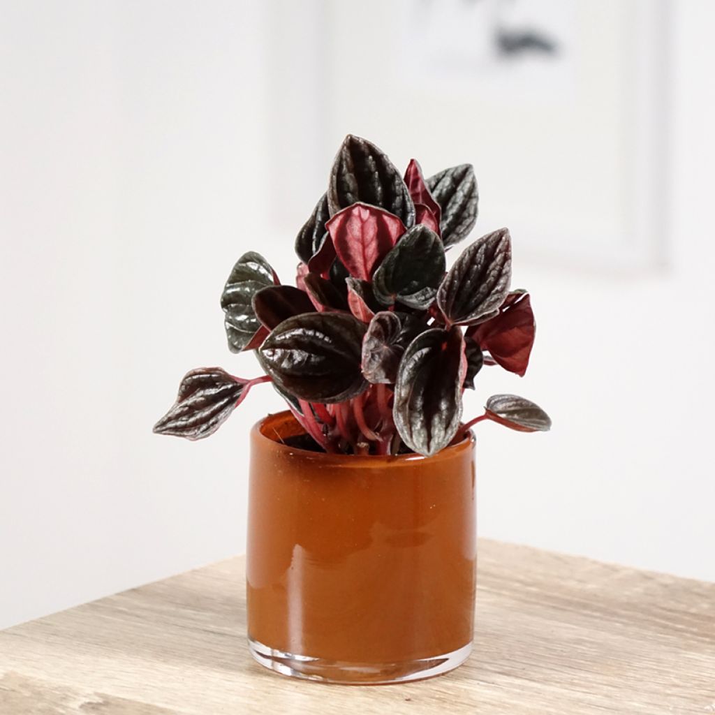 Peperomia Montevideo - Rattenstaartje