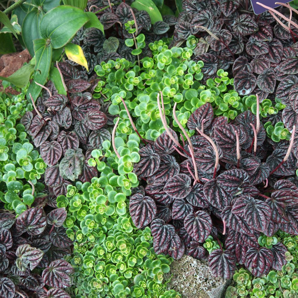 Peperomia Montevideo - Rattenstaartje