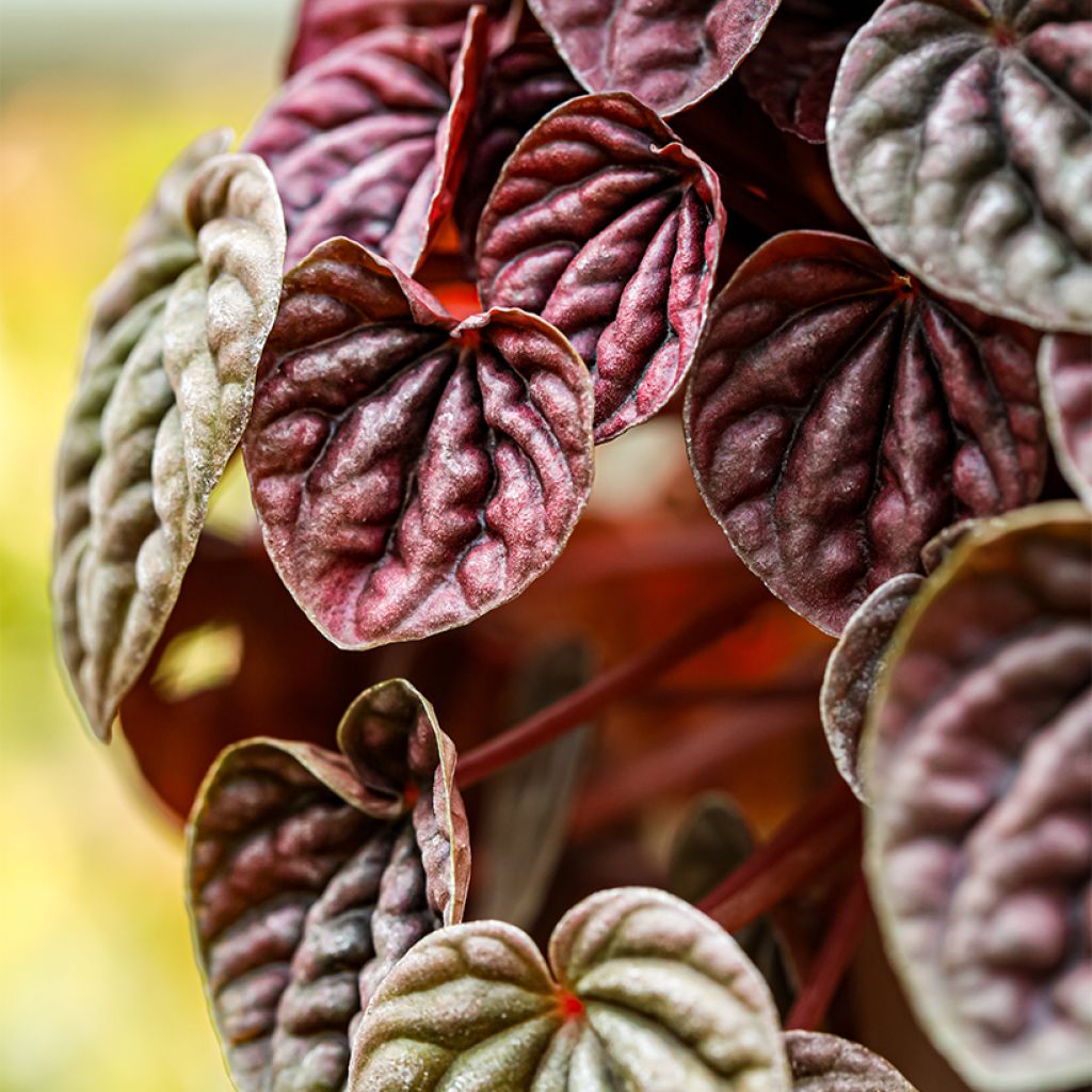 Peperomia caperata Quito - Rattenstaartje