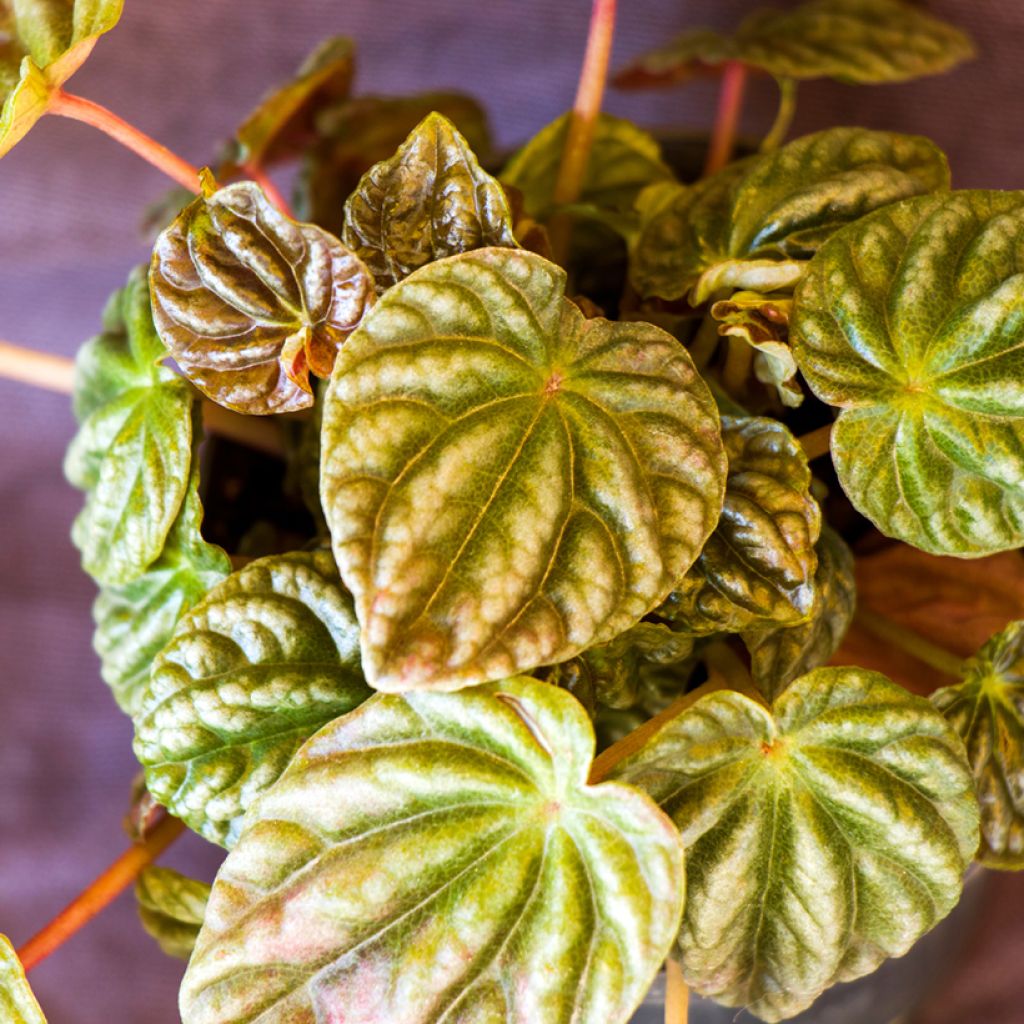 Peperomia caperata Quito - Rattenstaartje