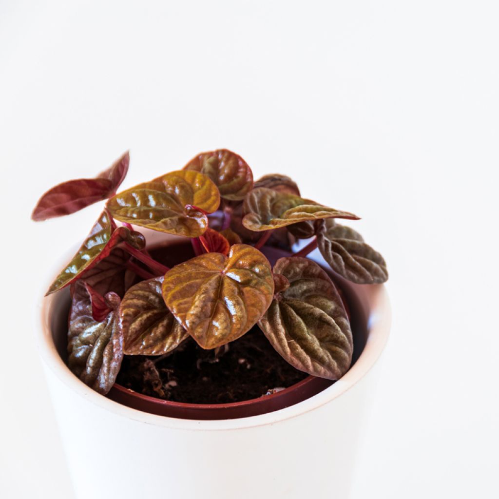 Peperomia caperata Quito - Rattenstaartje