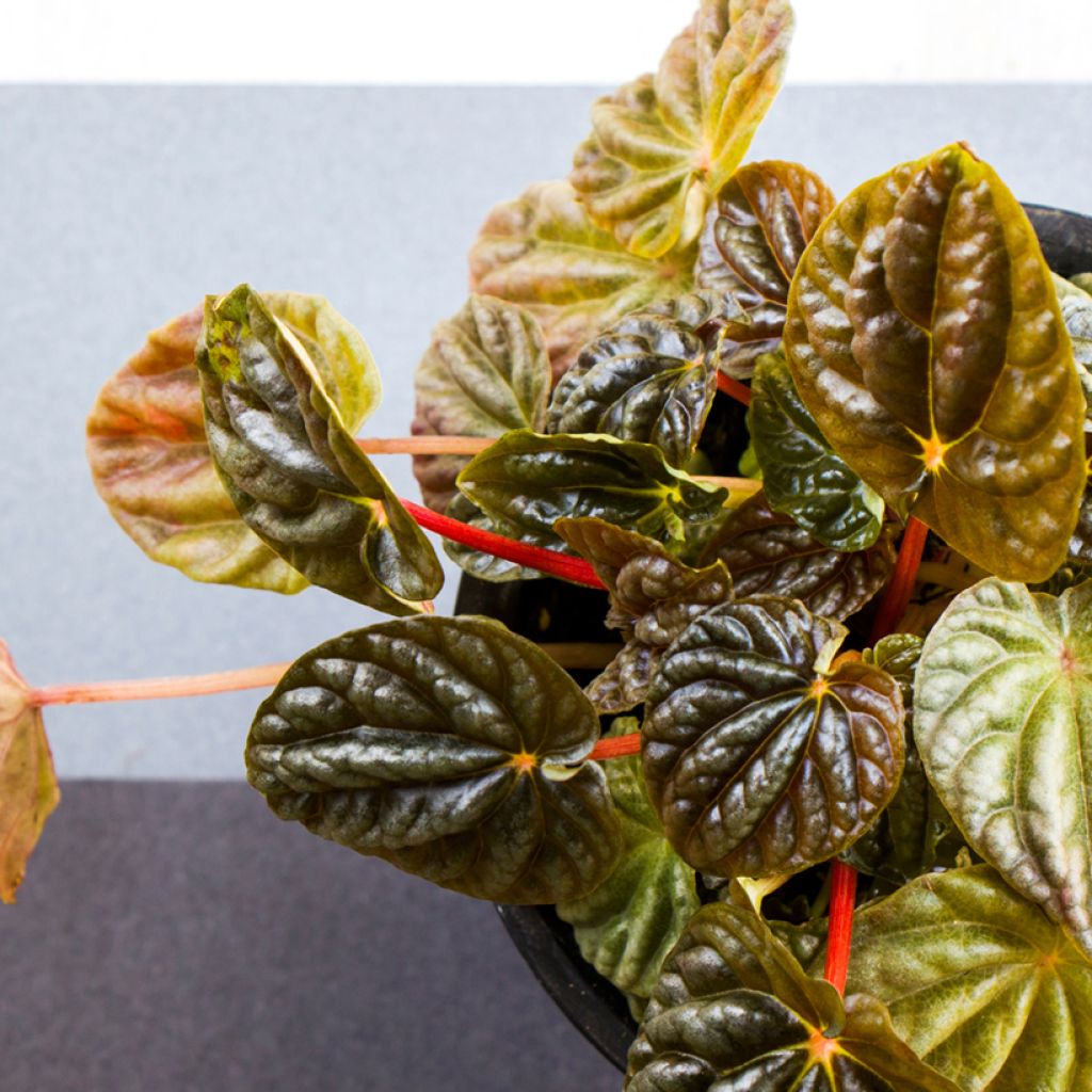 Peperomia caperata Quito - Rattenstaartje