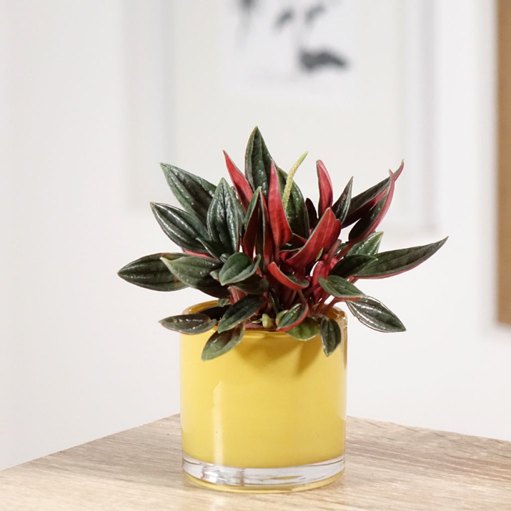 Peperomia caperata Eden Rosso - Rattenstaartje