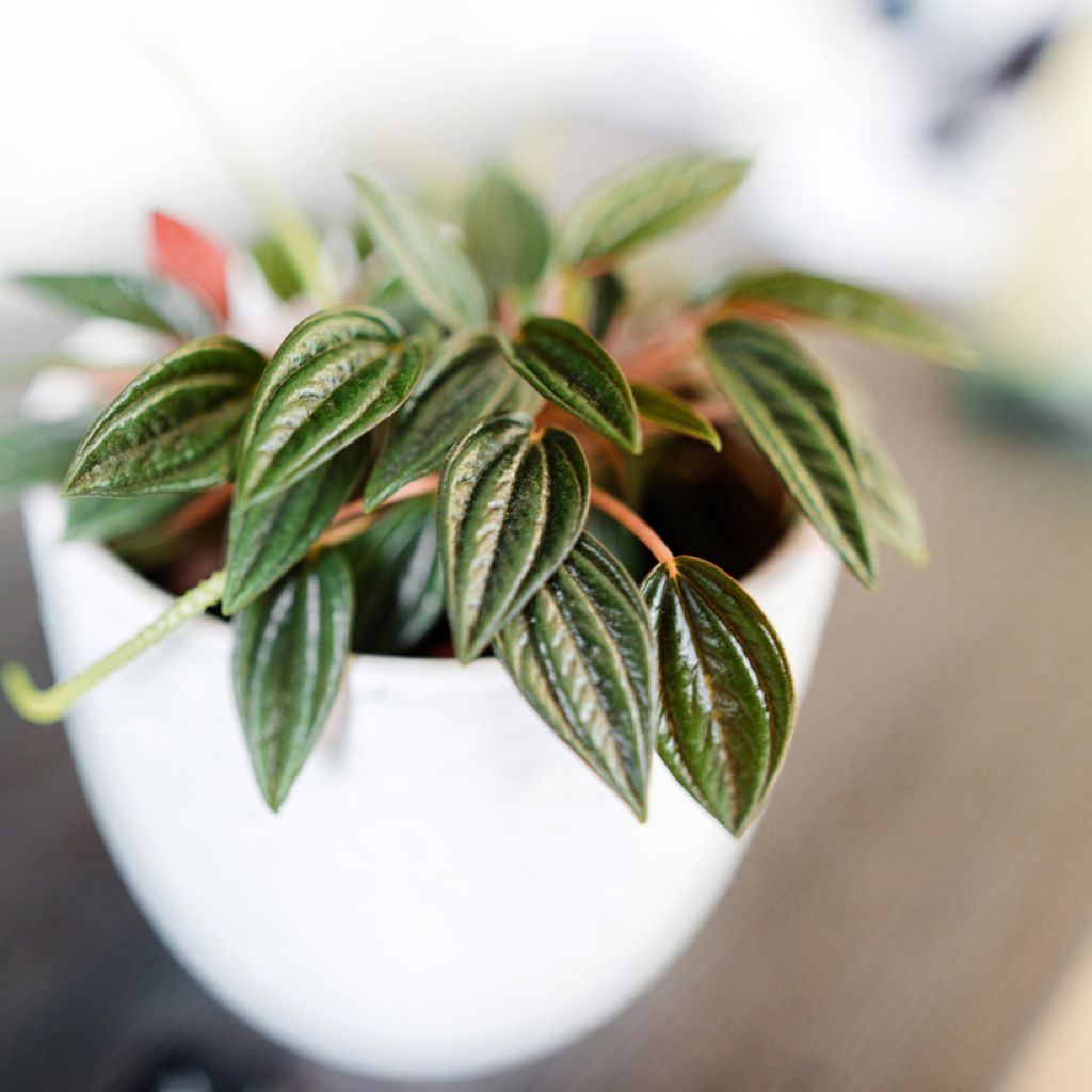 Peperomia caperata Eden Rosso - Rattenstaartje