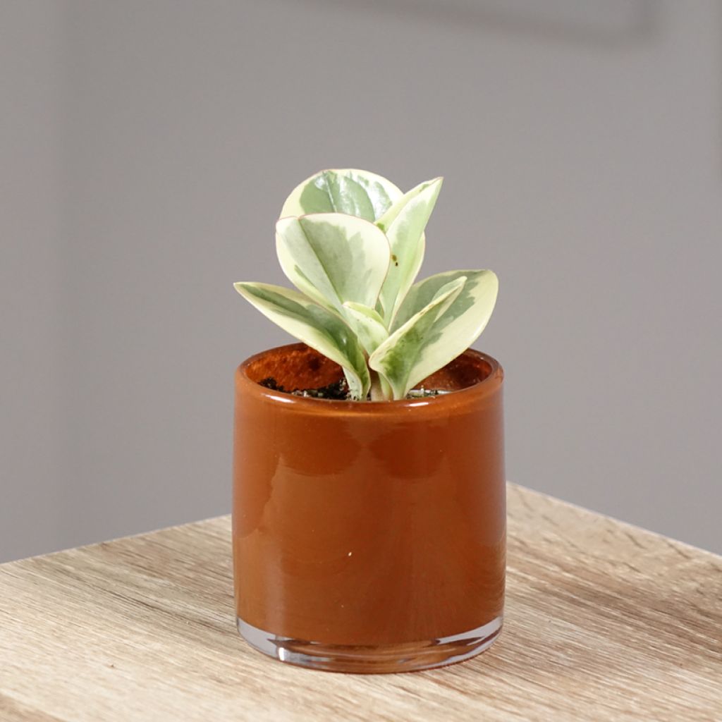 Peperomia obtusifolia Obtipan Bicolor - Krokodillentranen