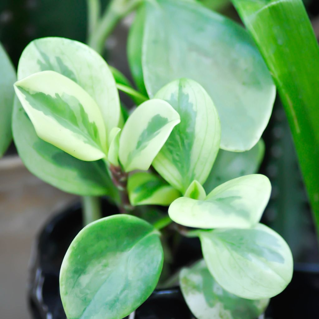 Peperomia obtusifolia Obtipan Bicolor - Krokodillentranen