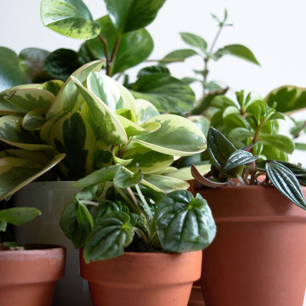 Peperomia obtusifolia Obtipan Bicolor - Krokodillentranen