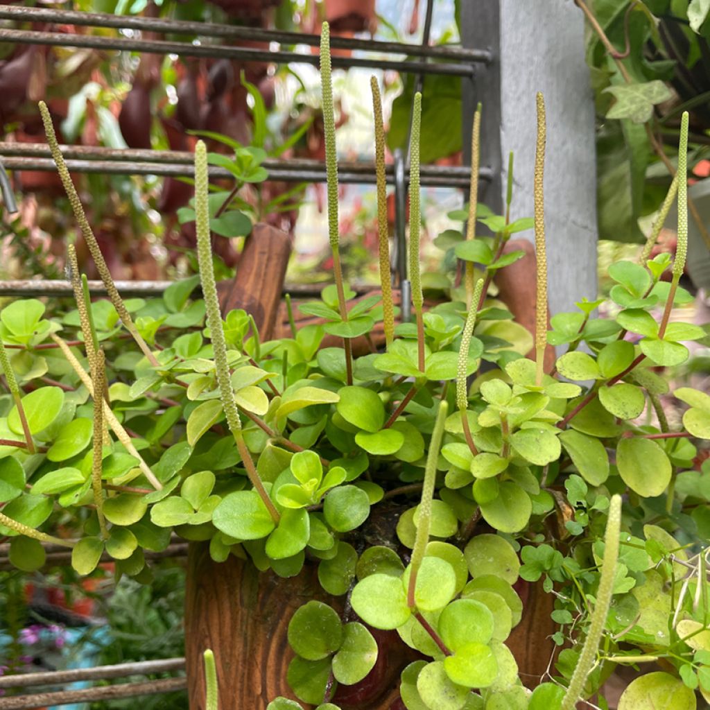 Peperomia rotundifolia - Zwanenkruid