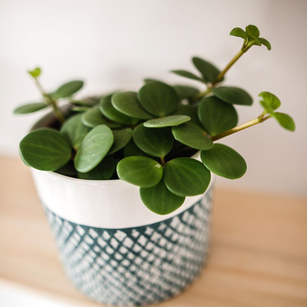 Peperomia rotundifolia - Zwanenkruid