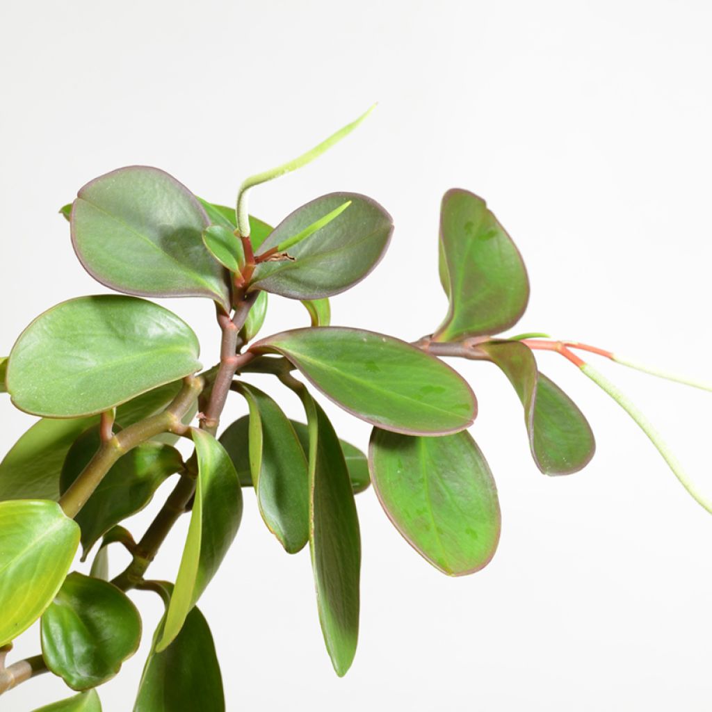 Peperomia obtusifolia Green - Krokodillentranen
