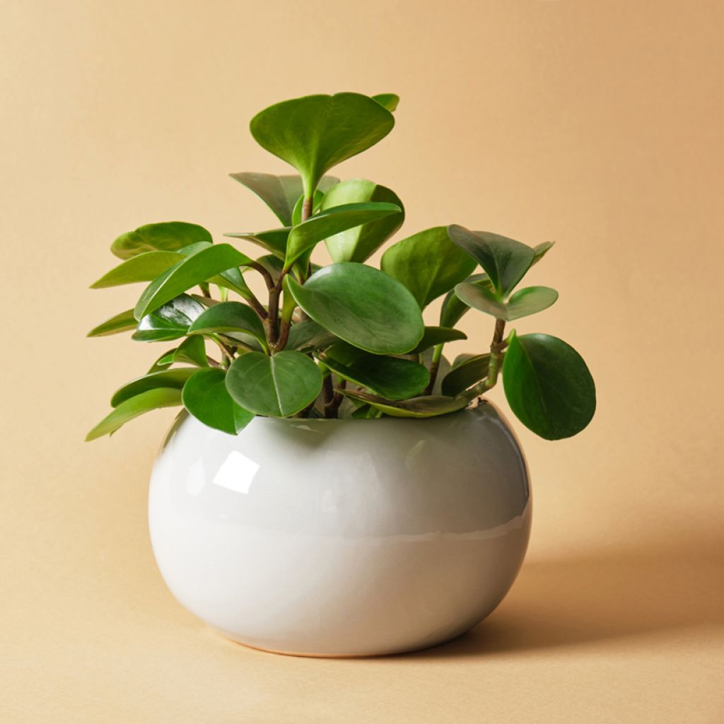Peperomia obtusifolia Green - Krokodillentranen