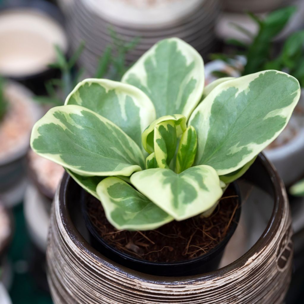 Peperomia obtusifolia USA - Krokodillentranen