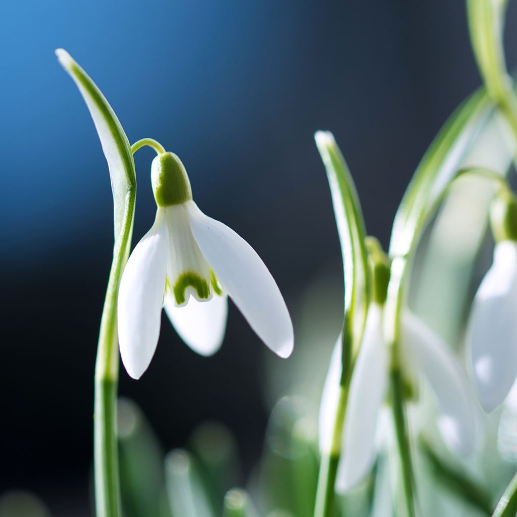 Galanthus nivalis - Sneeuwklokje