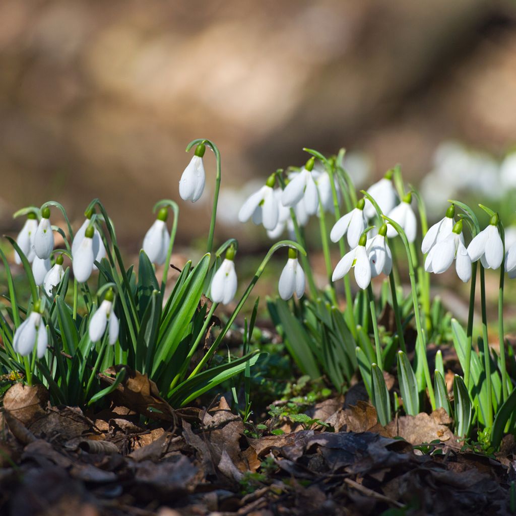 Galanthus nivalis - Sneeuwklokje