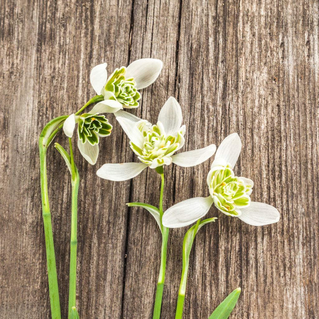 Galanthus Hippolyta - Sneeuwklokje
