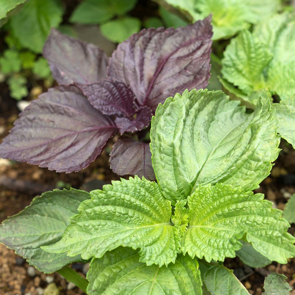Shiso - Perilla frutescens (Tia To)