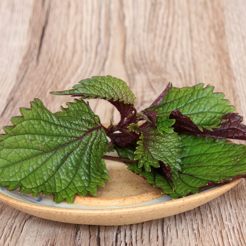 Shiso - Perilla frutescens (Tia To)