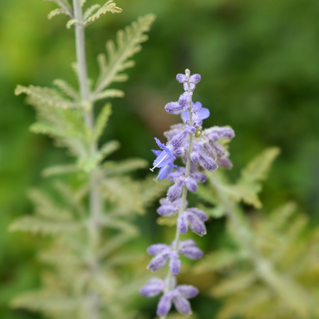 Perovskia atriplicifolia Blue Spire - Russische salie