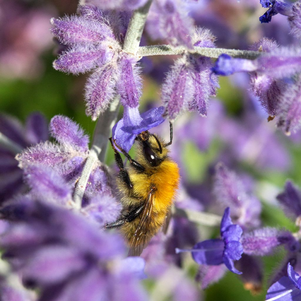 Perovskia atriplicifolia Blue Spire - Russische salie