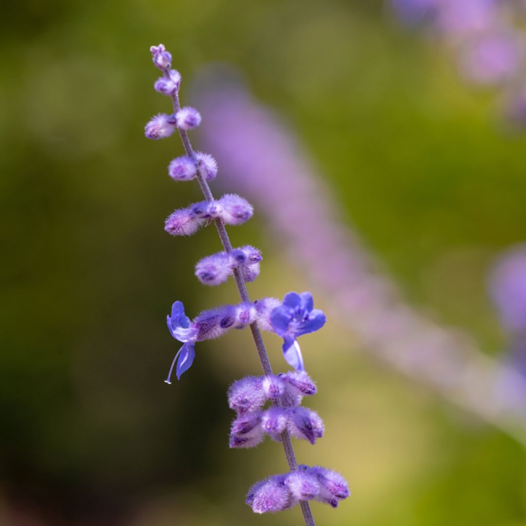 Perovskia atriplicifolia Blue Spire - Russische salie
