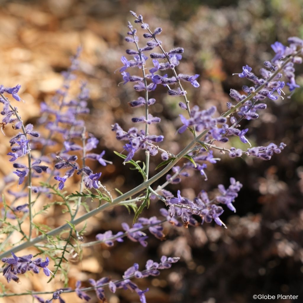 Perovskia atriplicifolia Feathery Blue - Siersalie