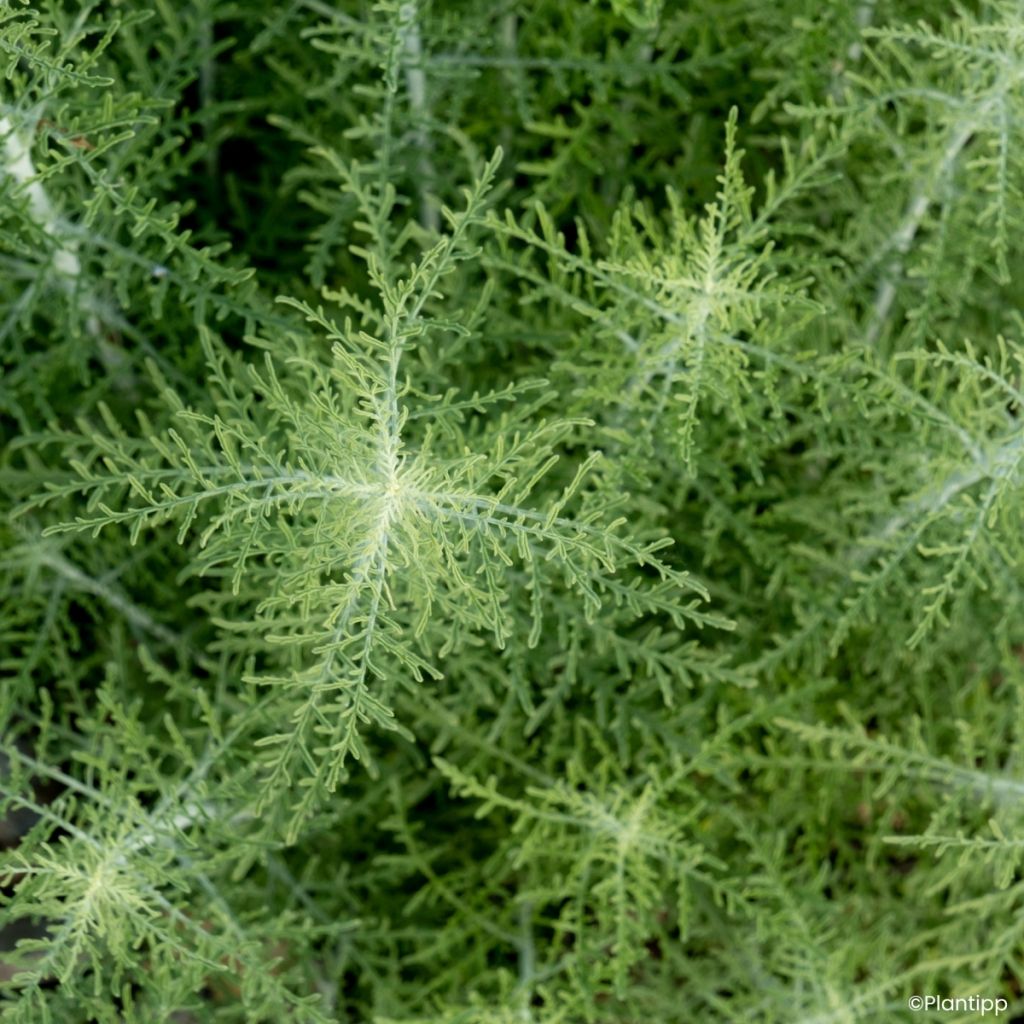 Perovskia atriplicifolia Feathery Blue - Siersalie