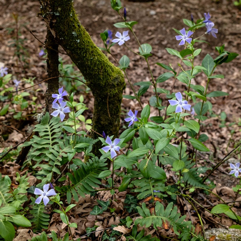 Vinca difformis - Maagdenpalm