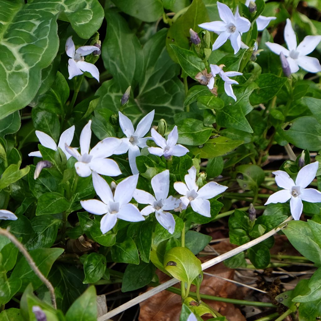 Vinca difformis - Maagdenpalm