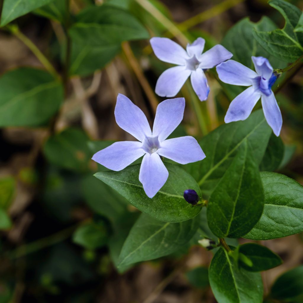 Vinca difformis - Maagdenpalm