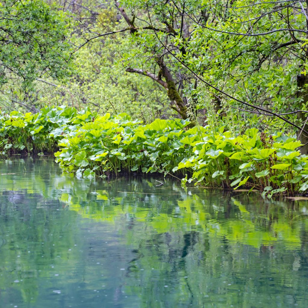 Petasites fragrans - Winterheliotroop