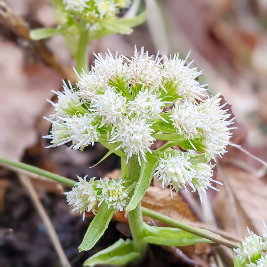 Petasites hybridus - Groot hoefblad