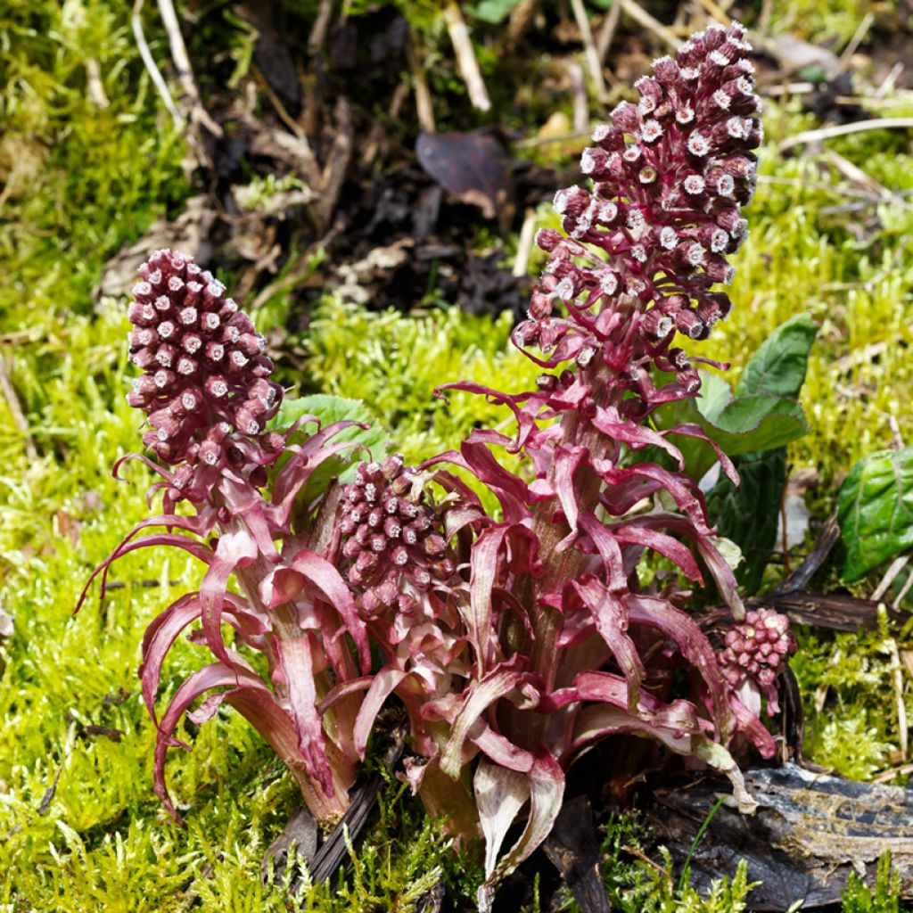 Petasites hybridus - Groot hoefblad