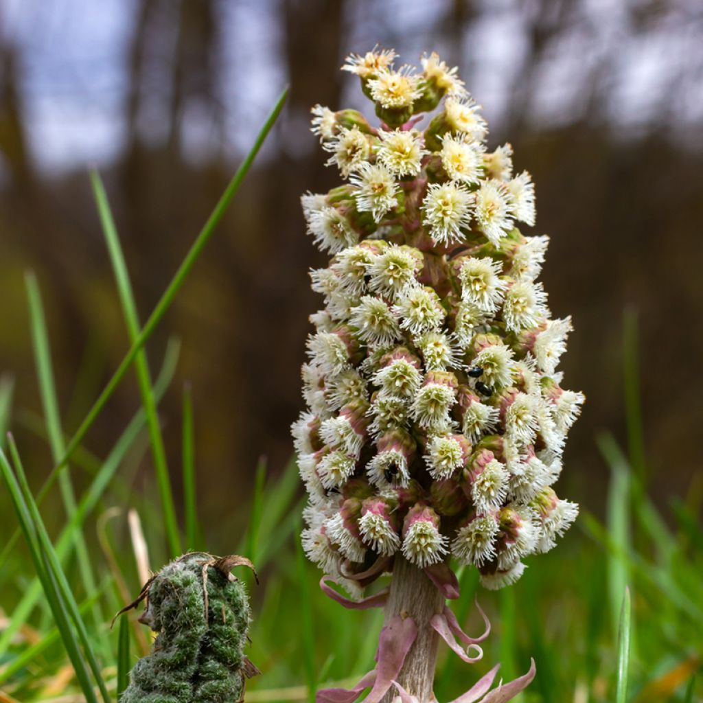 Petasites hybridus - Groot hoefblad