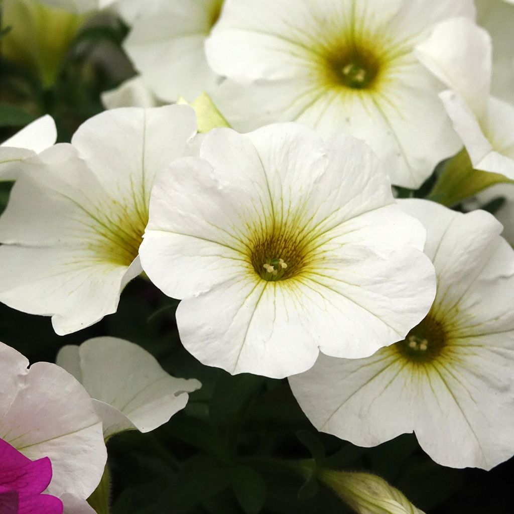 Petchoa BeautiCal Pearl White - Calitunia