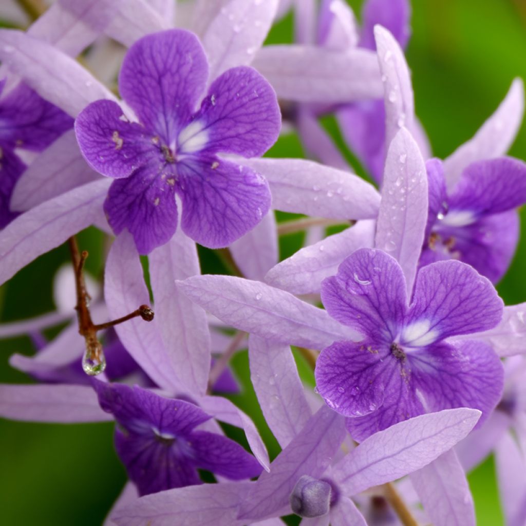 Petrea volubilis - Bloem van God