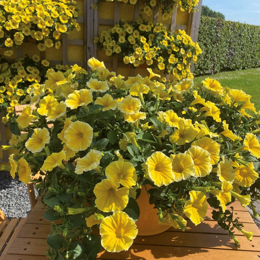 Petunia Bee's Knees - Hangpetunia