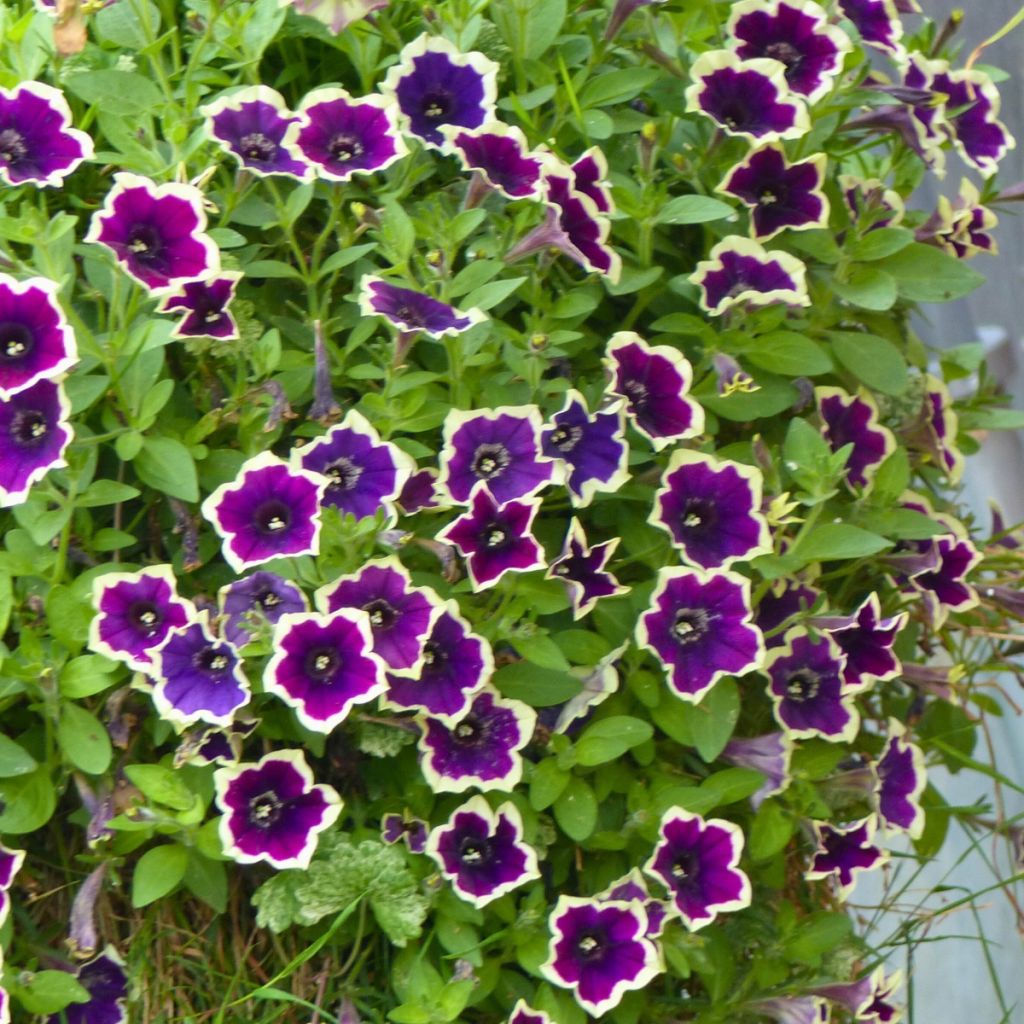 Petunia Cascadias Rim Magenta - Hangpetunia