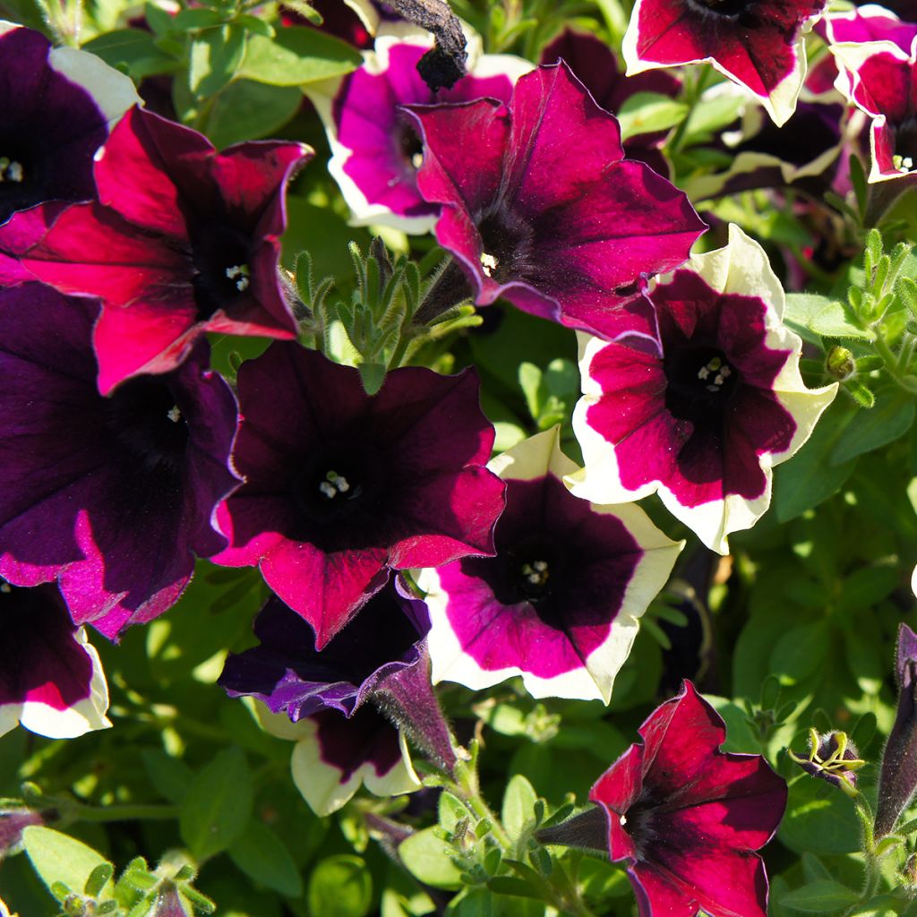 Petunia Cascadias Rim Magenta - Hangpetunia
