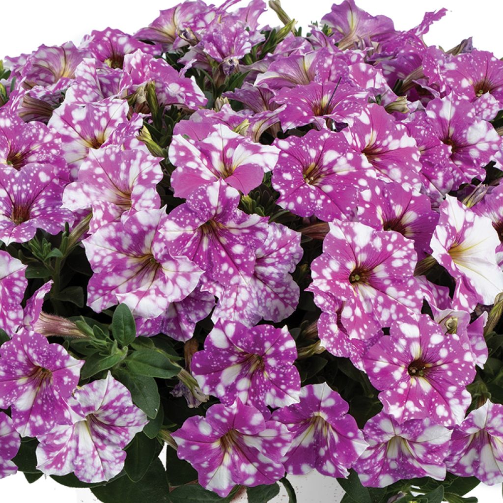 Petunia Splash Dance Fuchsia Flamenco - Hangpetunia