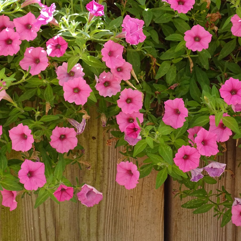 Petunia Supertunia Vista Bubblegum - Hangpetunia