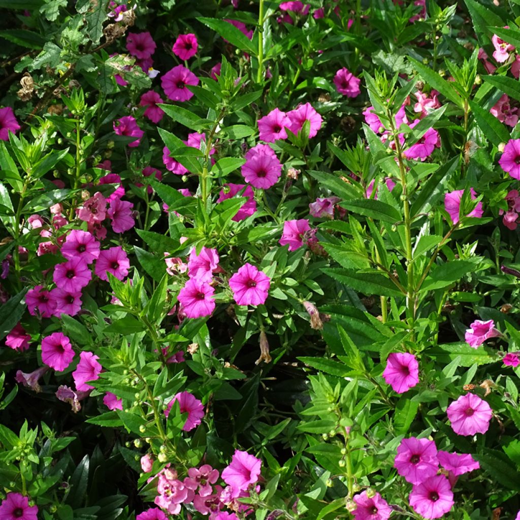 Petunia Supertunia Vista Bubblegum - Hangpetunia