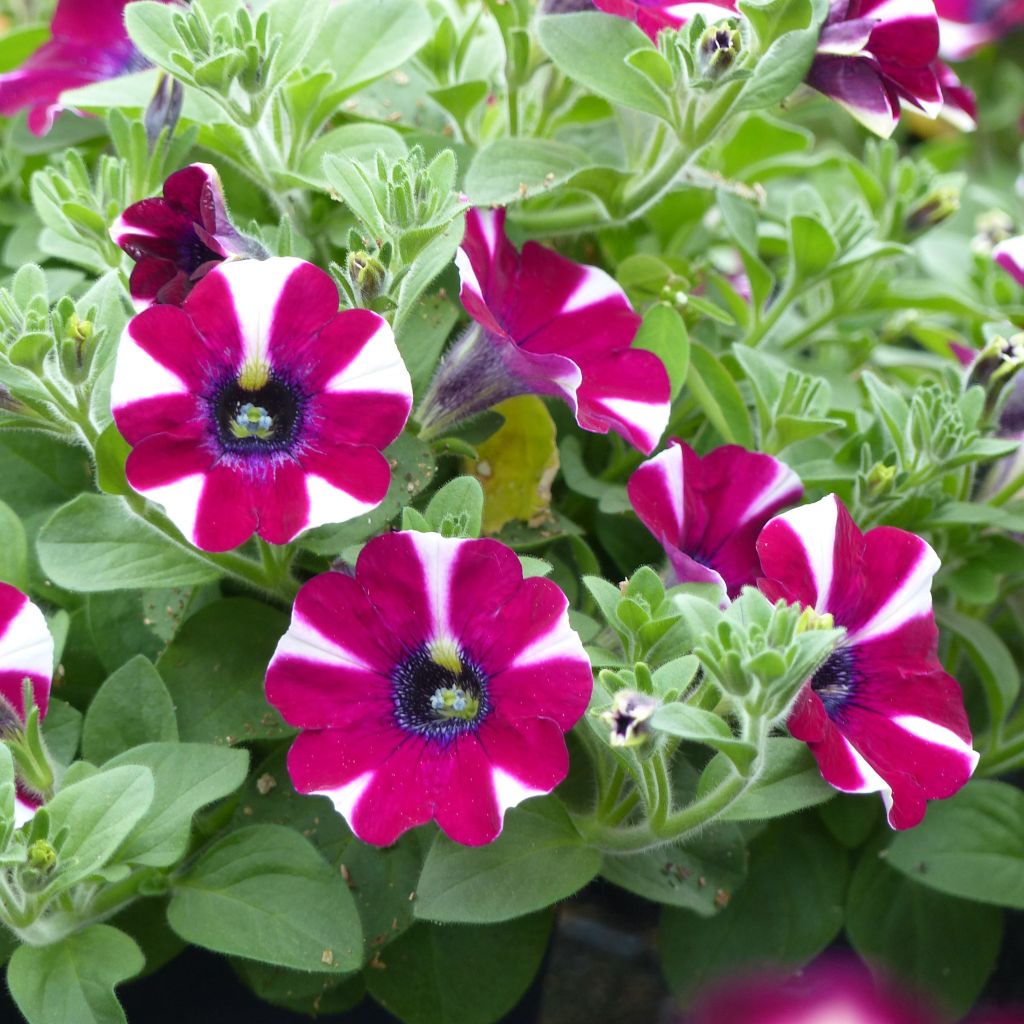 Petunia Pretty Much Picasso - Hangpetunia