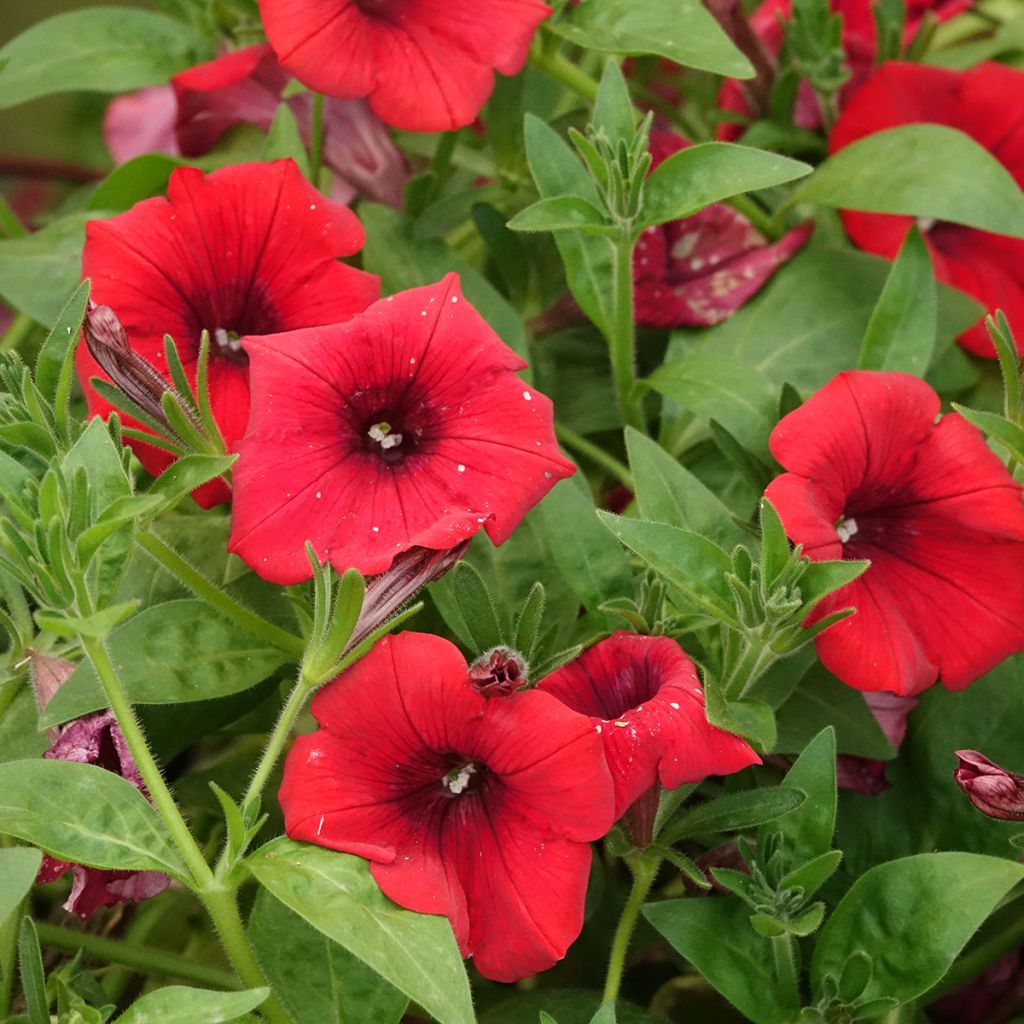 Petunia Surfinia Deep Red - Hangpetunia