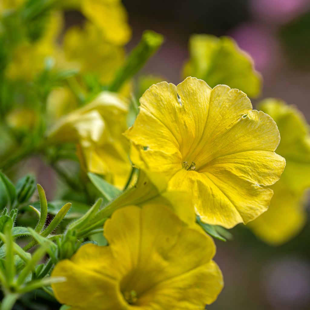 Petunia Capella Hello Yellow - Hangpetunia