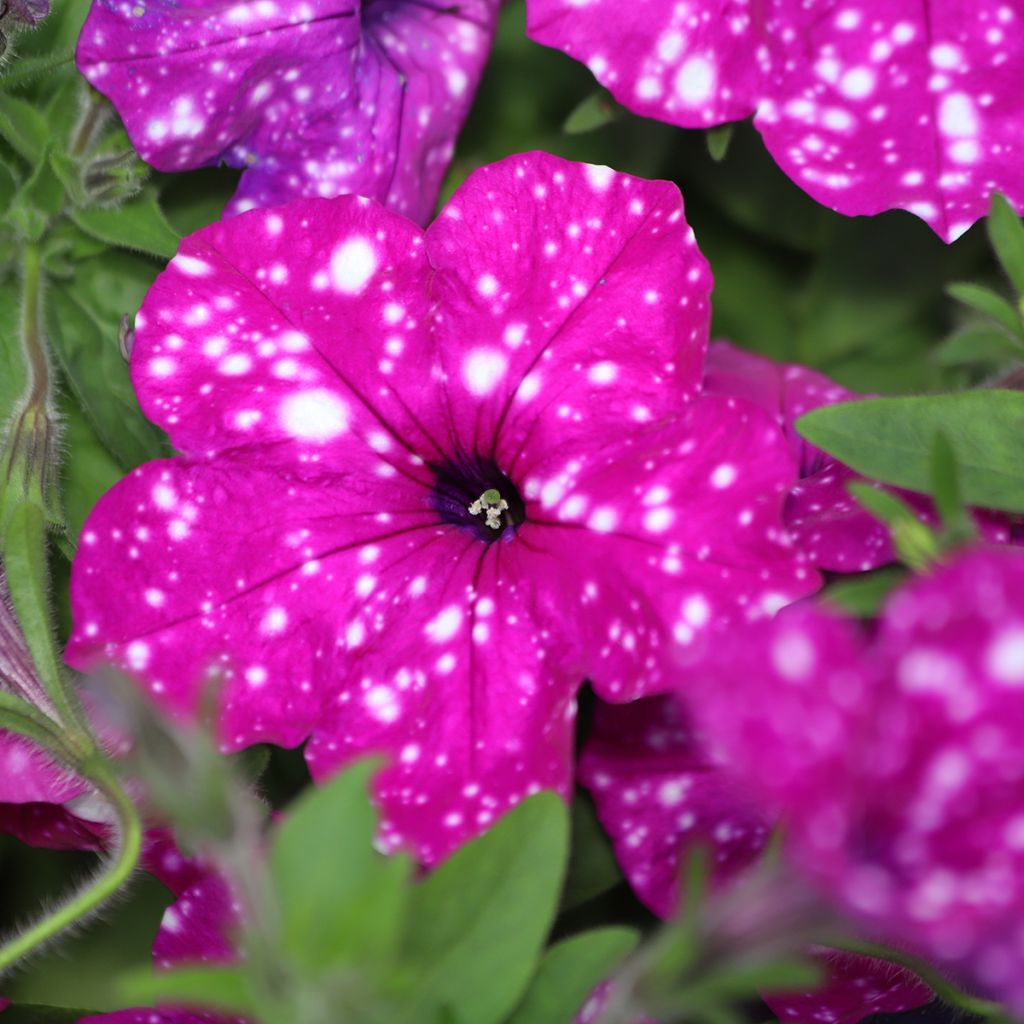 Petunia Splash Dance Fuchsia Flamenco - Hangpetunia